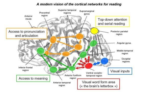 reading brain